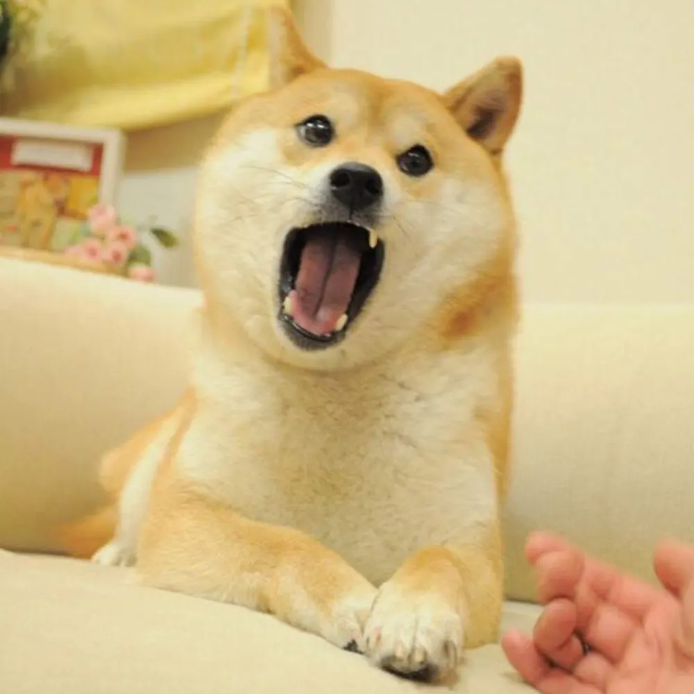 DOGE EAT DOGE